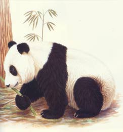 Dieren Cliparts Panda 