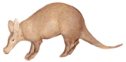 Dieren Aardvarken Dieren plaatjes 