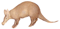 Dieren Aardvarken Dieren plaatjes Miereneter
