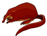 Dieren Aardvarken Dieren plaatjes Miereneter