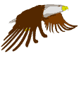 Dieren Adelaar Dieren plaatjes 