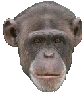 Dieren Apen Dieren plaatjes 