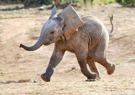 Dieren Dieren plaatjes Baby dieren Baby Olifantje