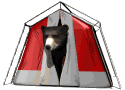 Dieren Beren Dieren plaatjes 