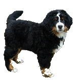 Dieren Dieren plaatjes Berner sennenhonden 