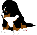 Dieren Dieren plaatjes Berner sennenhonden 