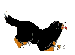 Dieren Dieren plaatjes Berner sennenhonden 
