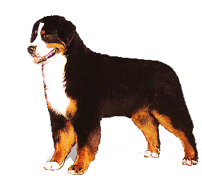 Dieren Dieren plaatjes Berner sennenhonden 