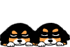 Dieren Dieren plaatjes Berner sennenhonden 