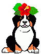 Dieren Dieren plaatjes Berner sennenhonden 