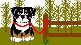 Dieren Dieren plaatjes Berner sennenhonden 