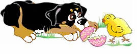 Dieren Dieren plaatjes Berner sennenhonden 