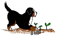 Dieren Dieren plaatjes Berner sennenhonden 