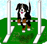 Dieren Dieren plaatjes Berner sennenhonden 