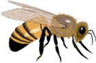 Dieren Bijen Dieren plaatjes 