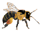 Dieren Bijen Dieren plaatjes 