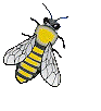 Dieren Bijen Dieren plaatjes 
