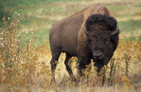 Dieren Dieren plaatjes Bizon 