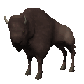 Dieren Dieren plaatjes Bizon 
