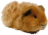 Dieren Cavia Dieren plaatjes 