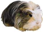 Dieren Cavia Dieren plaatjes 