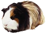 Dieren Cavia Dieren plaatjes 