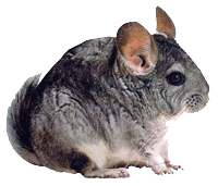 Dieren Chinchilla Dieren plaatjes 