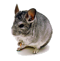 Dieren Chinchilla Dieren plaatjes 