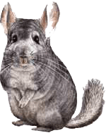 Dieren Chinchilla Dieren plaatjes 