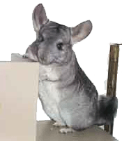 Dieren Chinchilla Dieren plaatjes 