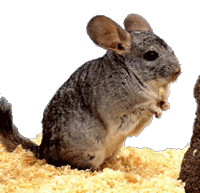 Dieren Chinchilla Dieren plaatjes 