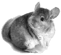 Dieren Chinchilla Dieren plaatjes 