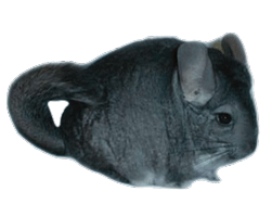 Dieren Chinchilla Dieren plaatjes 