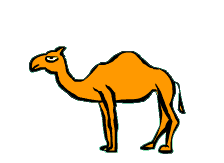Dieren Dieren plaatjes Drommedarissen 