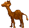 Dieren Dieren plaatjes Drommedarissen 