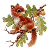 Dieren Eekhoorn Dieren plaatjes 