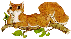 Dieren Eekhoorn Dieren plaatjes 