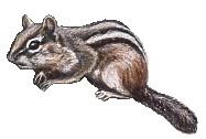 Dieren Eekhoorn Dieren plaatjes 