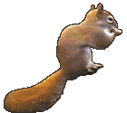 Dieren Eekhoorn Dieren plaatjes 