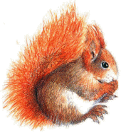 Dieren Eekhoorn Dieren plaatjes 