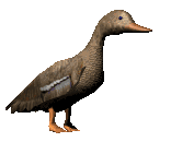 Dieren Eenden Dieren plaatjes 