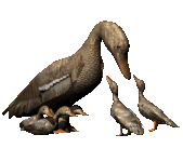 Dieren Eenden Dieren plaatjes 