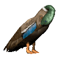 Dieren Eenden Dieren plaatjes 