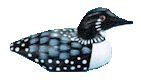 Dieren Eenden Dieren plaatjes 
