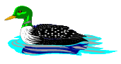 Dieren Eenden Dieren plaatjes 