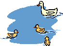 Dieren Eenden Dieren plaatjes 