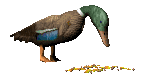 Dieren Eenden Dieren plaatjes 