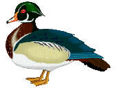 Dieren Eenden Dieren plaatjes 