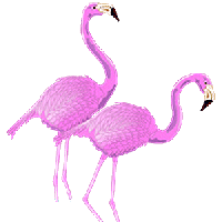 Dieren Flamingo Dieren plaatjes 