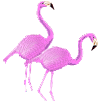 Dieren Flamingo Dieren plaatjes 